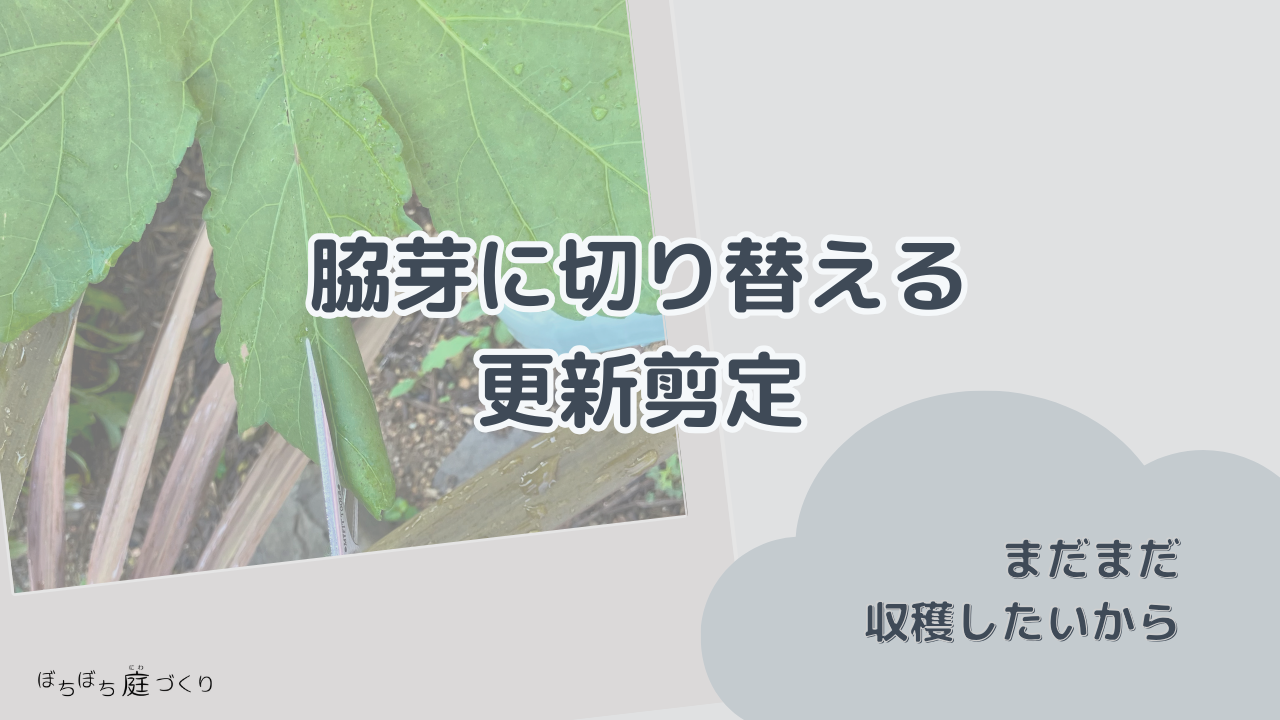 脇芽に切り替える 更新剪定の見出し画像