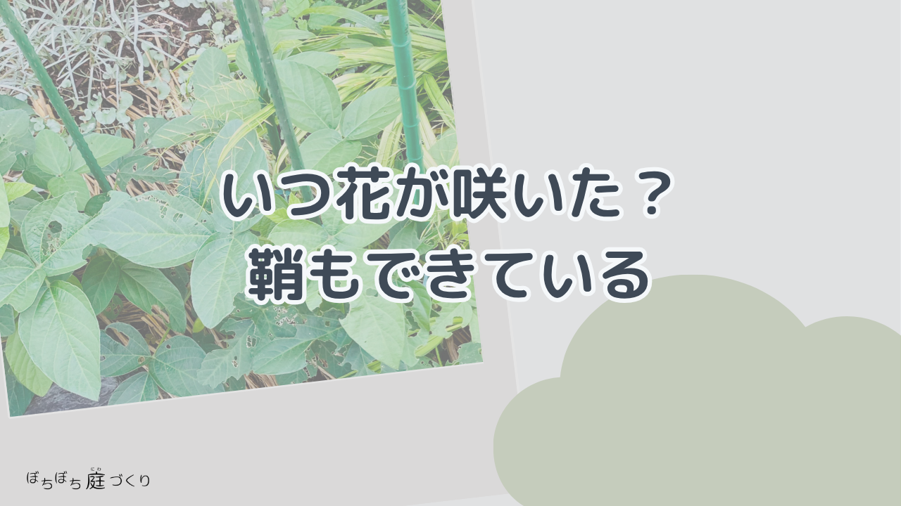 いつ花が咲いた？鞘もできているの見出し画像