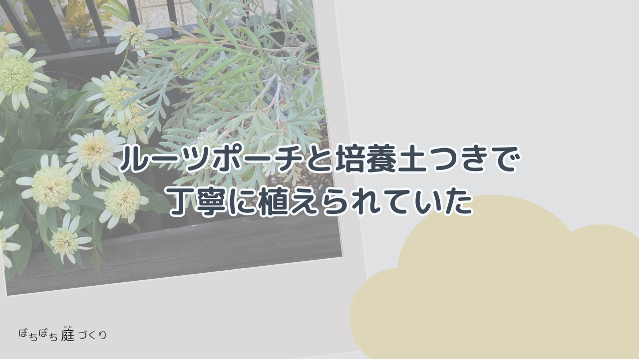 ルーツポーチと培養土つきで丁寧に植えられていたの見出し画像