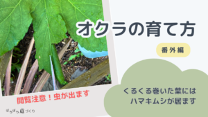 オクラの育て方｜番外編（くるくる巻いた葉には、ハマキムシが居ます）