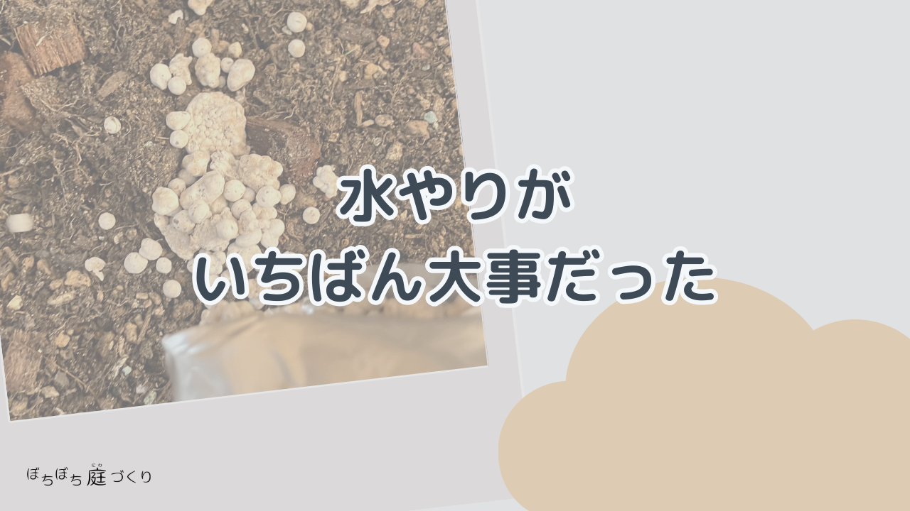 水やりがいちばん大事だったの見出し画像