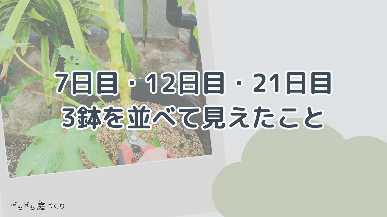 7日目・12日目・21日目、3鉢を並べて見えたことの見出し画像