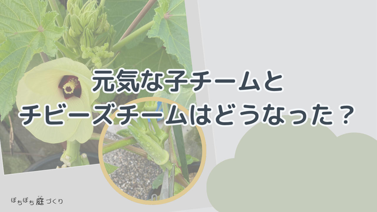 元気な子チームとチビーズチームはどうなったかの見出し画像