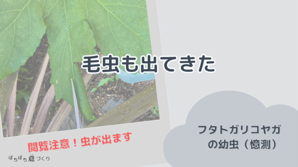 毛虫も出てきたの見出し画像