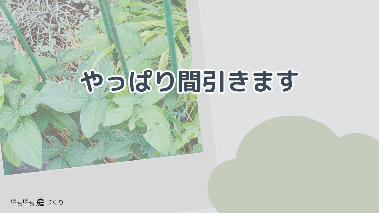 やっぱり間引きますの見出し画像