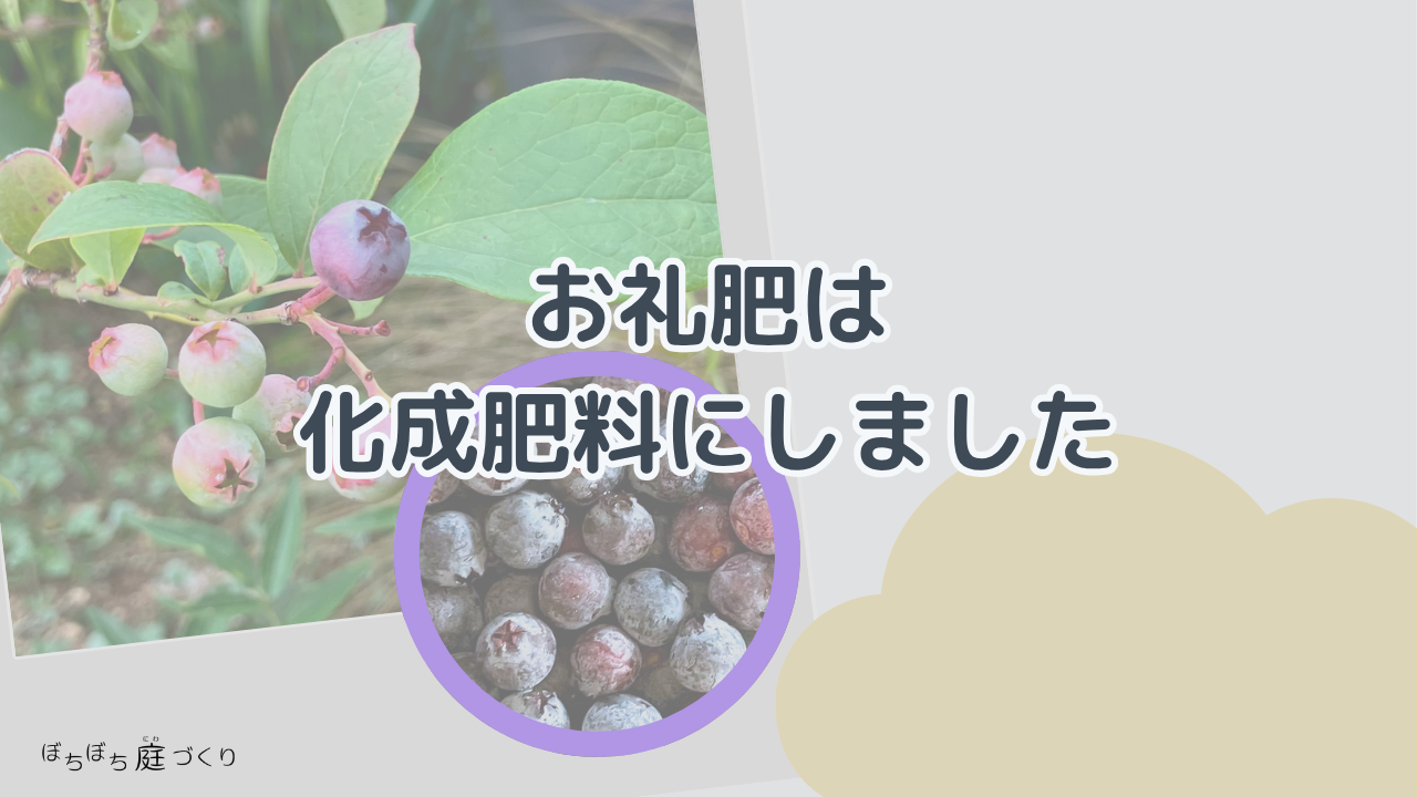 お礼肥は化成肥料にしましたの見出し画像