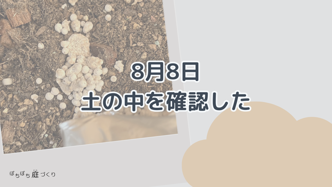 8月8日土の中を確認したの見出し画像