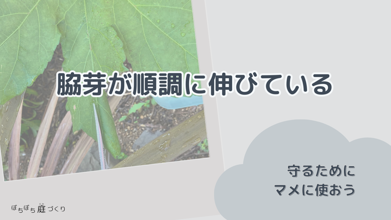 脇芽が順調に伸びているの見出し画像