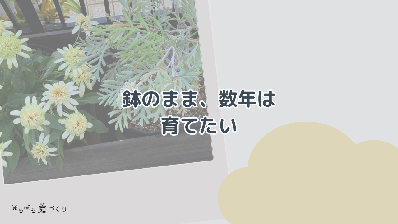 鉢のまま数年は育てたいの見出し画像