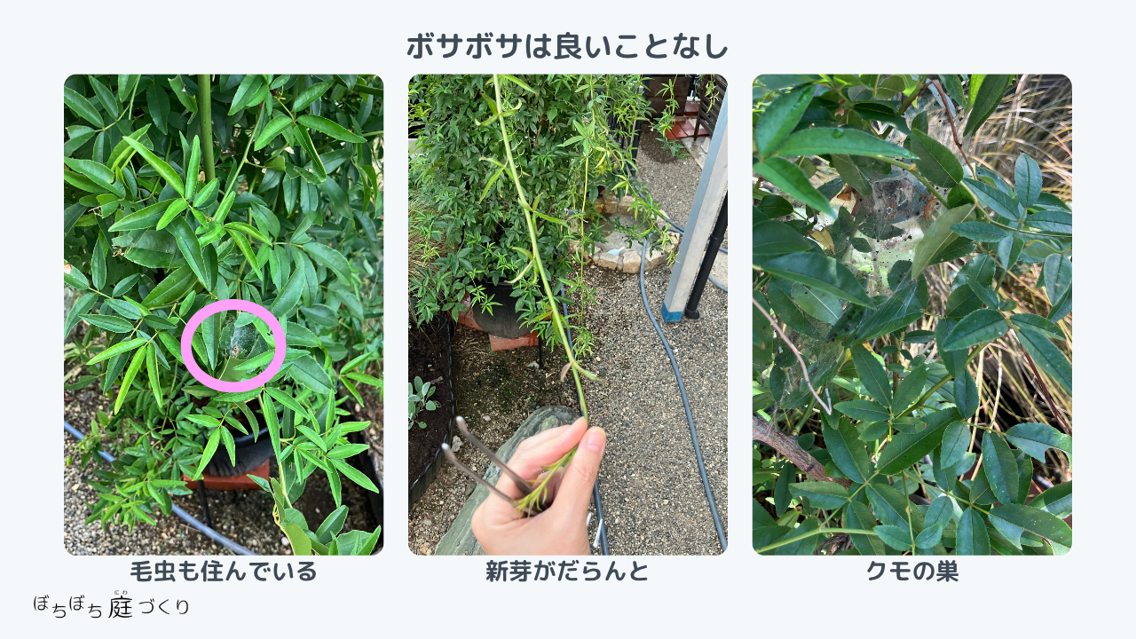 モッコウバラについた毛虫とクモの巣とだらんと垂れた新芽