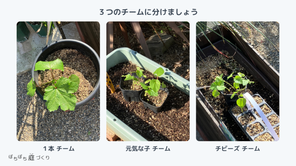 3つのチームに分けましょう。1本チーム、元気な子チーム、チビーズチーム