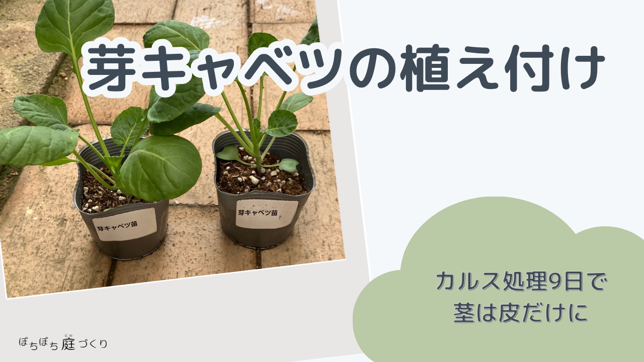 芽キャベツの植え付け（カルス処理9日でミニトマトの茎は皮だけ）のアイキャッチ画像