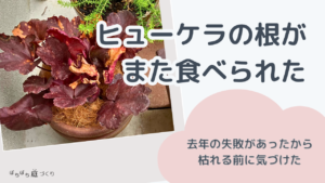 ヒューケラが枯れる前に気づく｜2年続けて根を食べられて分かったサインと根洗い