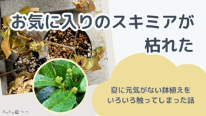 お気に入りのスキミアが枯れた|夏に元気がない鉢植えを、いろいろ触ってしまった話