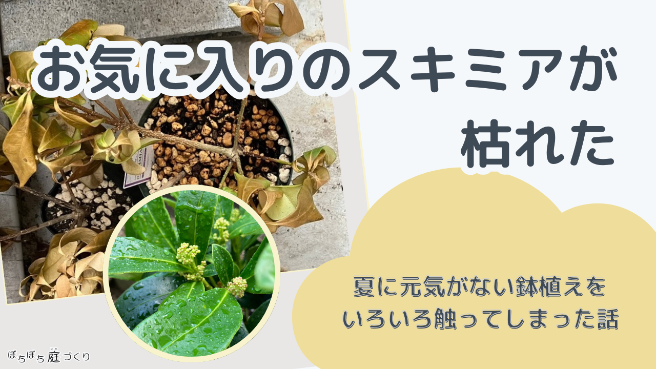 お気に入りのスキミアが枯れた｜夏に元気がない鉢植えを、いろいろ触ってしまった話