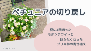 ペチュニアの切り戻し｜夏に4回切ったモダンホワイトと、咲かなくなったブリキ鉢の寄せ植え