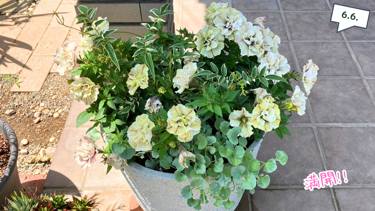 満開になったペチュニア ジュリエット モダンホワイトの寄せ植え