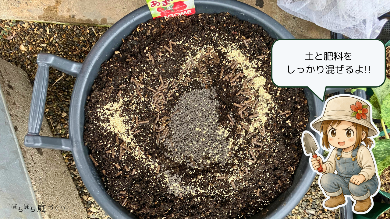 カルス処理した鉢の土に、粒状肥料を入れたところ