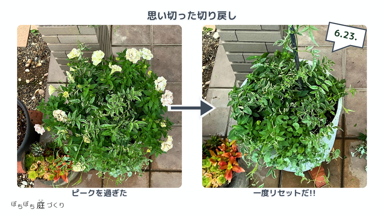 花もつぼみも切り落として思い切って切り戻したペチュニア