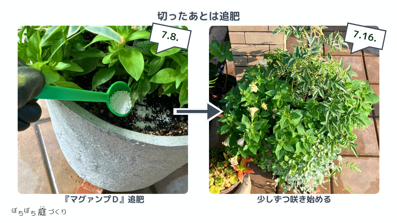 切り戻しのあとにマグァンプDを追肥したペチュニア