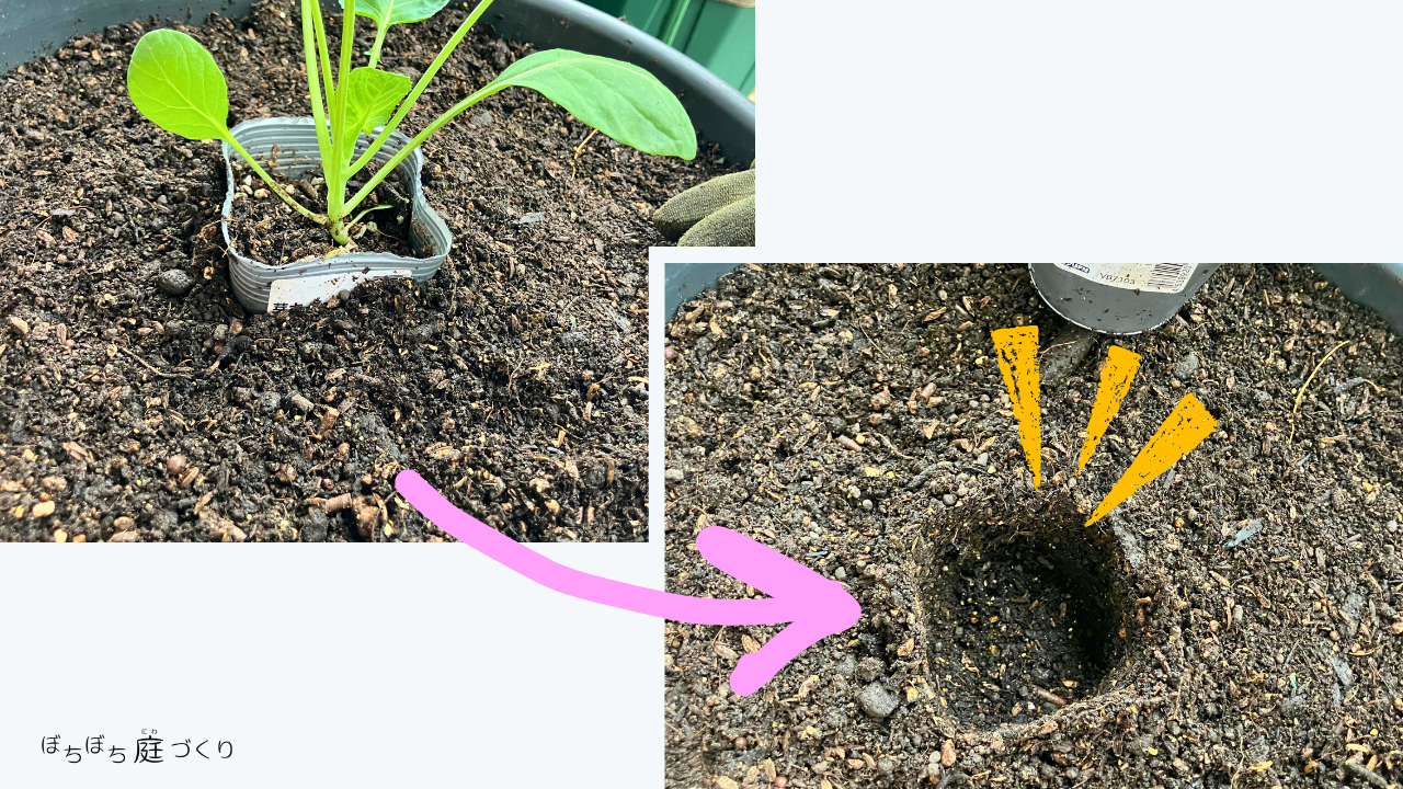 芽キャベツを植えるために掘った植え穴