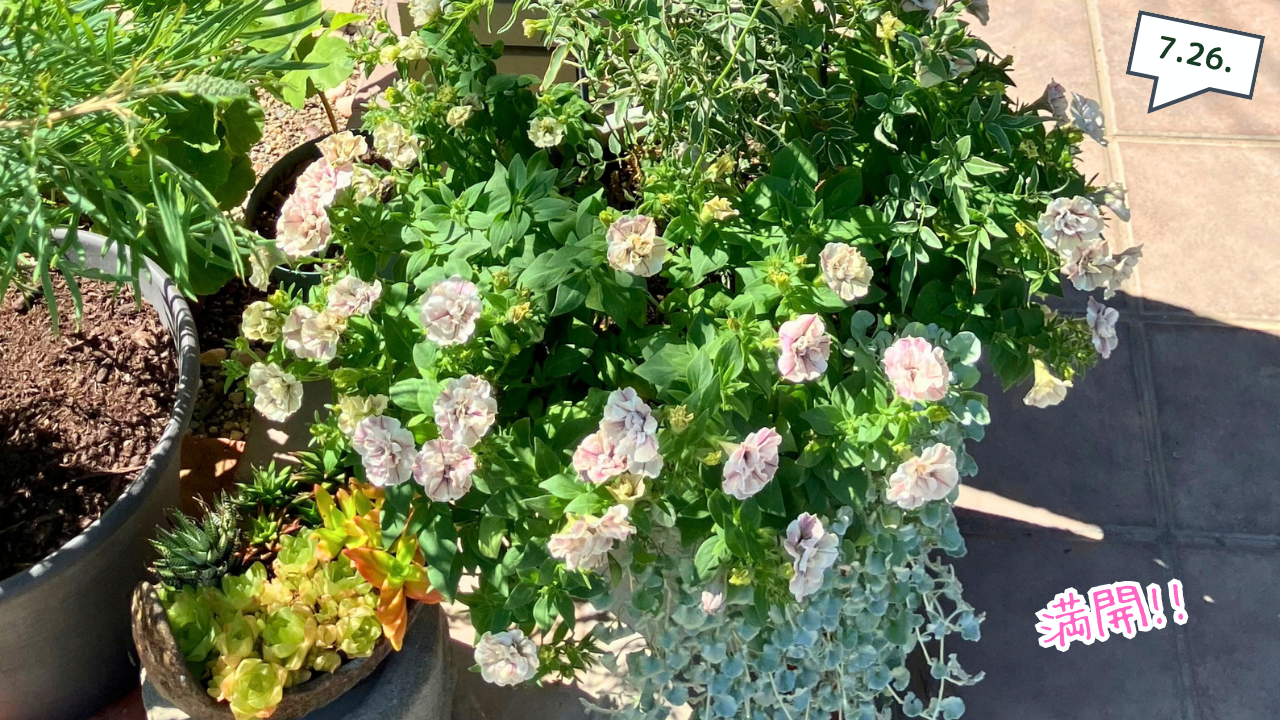 切り戻しから回復して満開になったペチュニアの寄せ植え