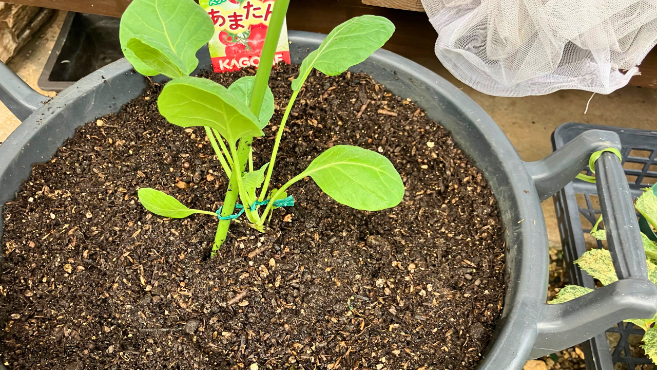 ミニトマトを片付けた鉢に植えた芽キャベツ
