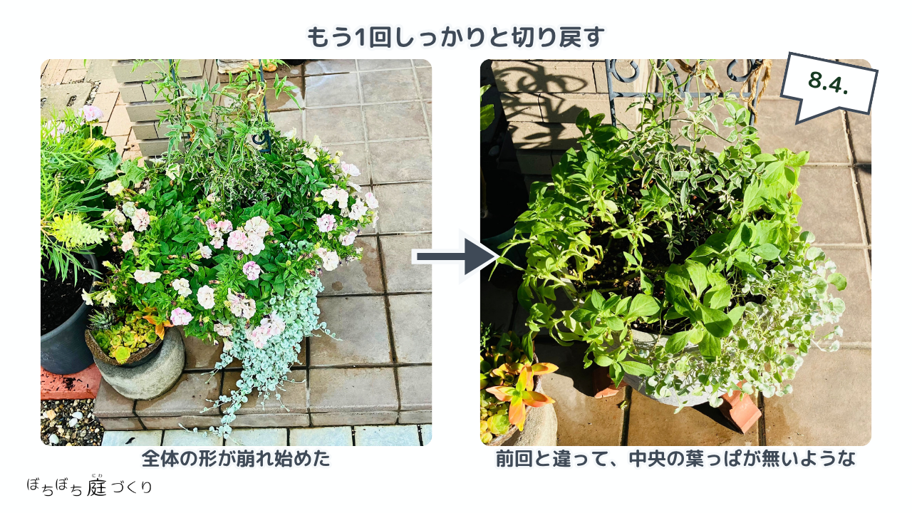 もう一度しっかり切り戻したペチュニアの寄せ植え