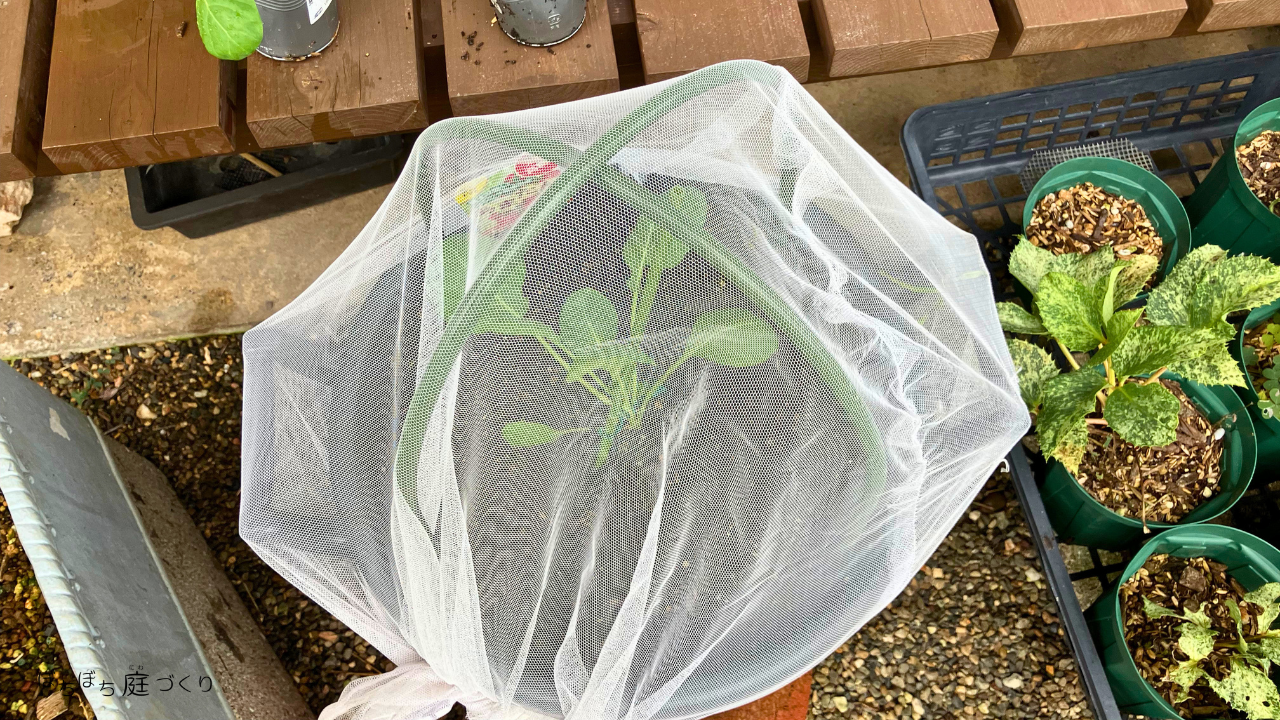 植え付けたあと、防虫ネットをかけた芽キャベツの鉢