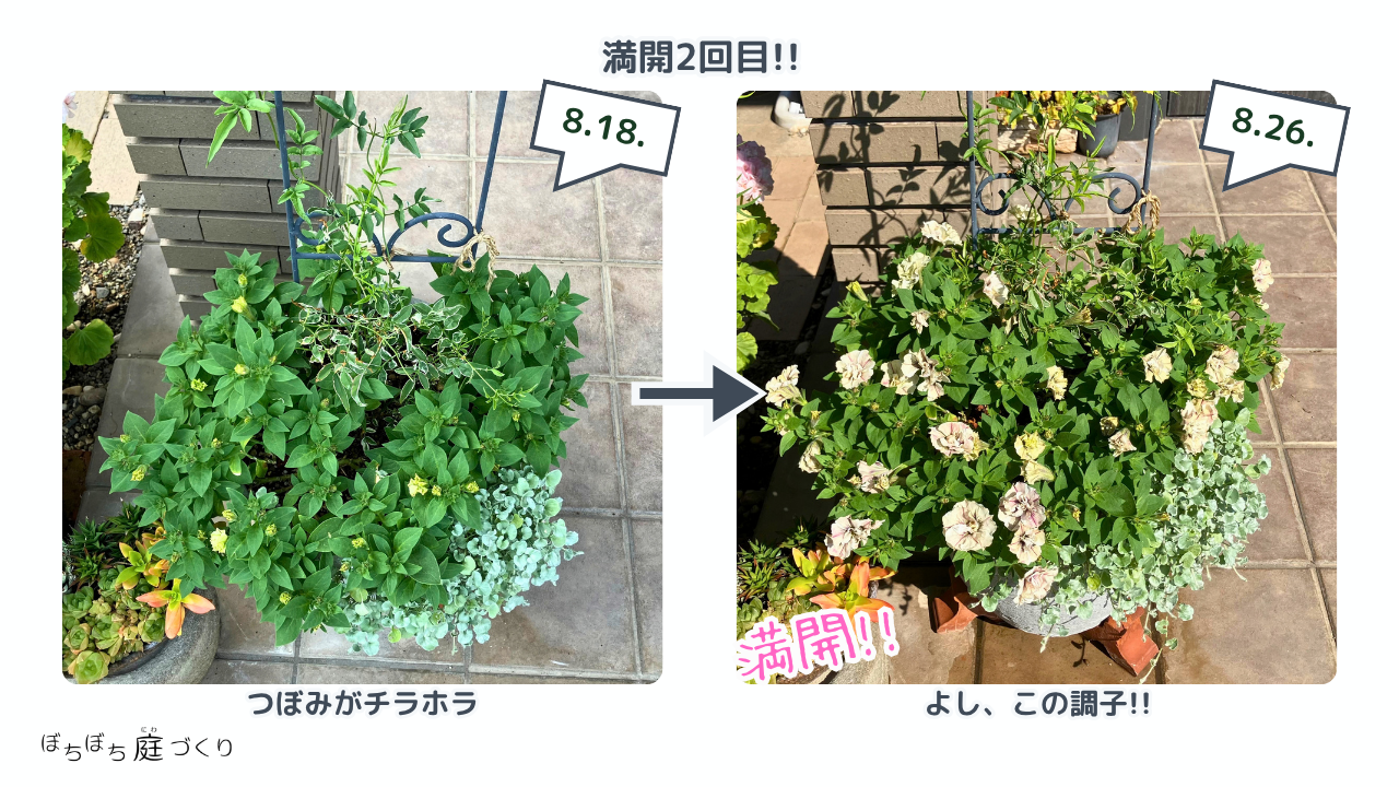 2回目の満開になったペチュニアの寄せ植え