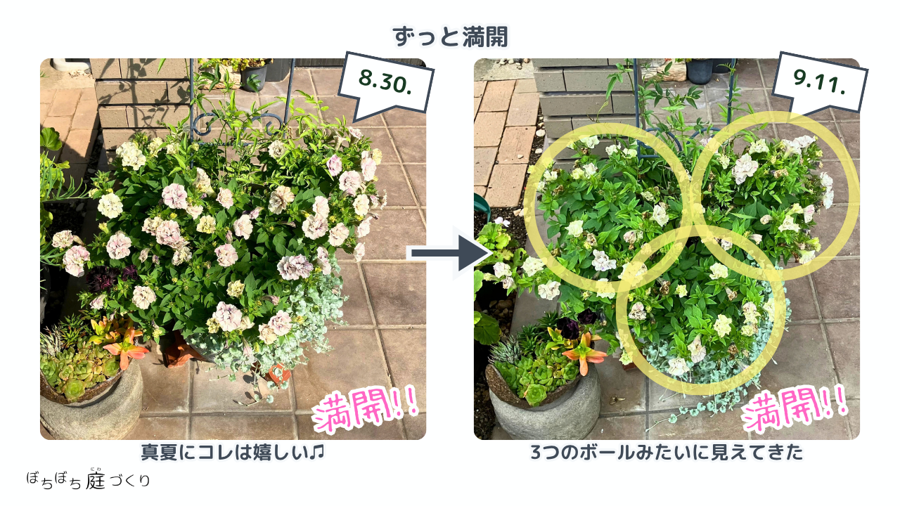 3つのボールのような形に咲いたペチュニアの寄せ植え