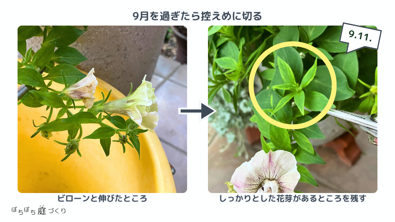 しっかりした花芽を残して控えめに切り戻す