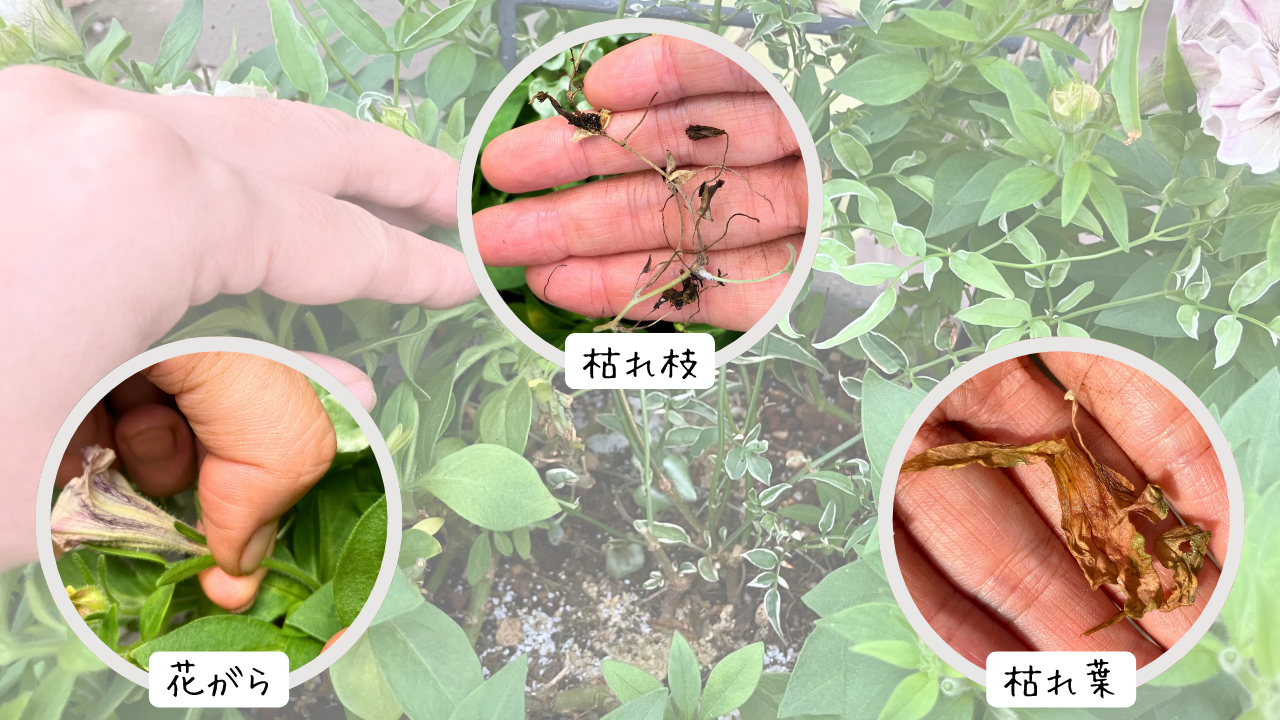 取り除いた花がらと枯れ枝と枯れ葉