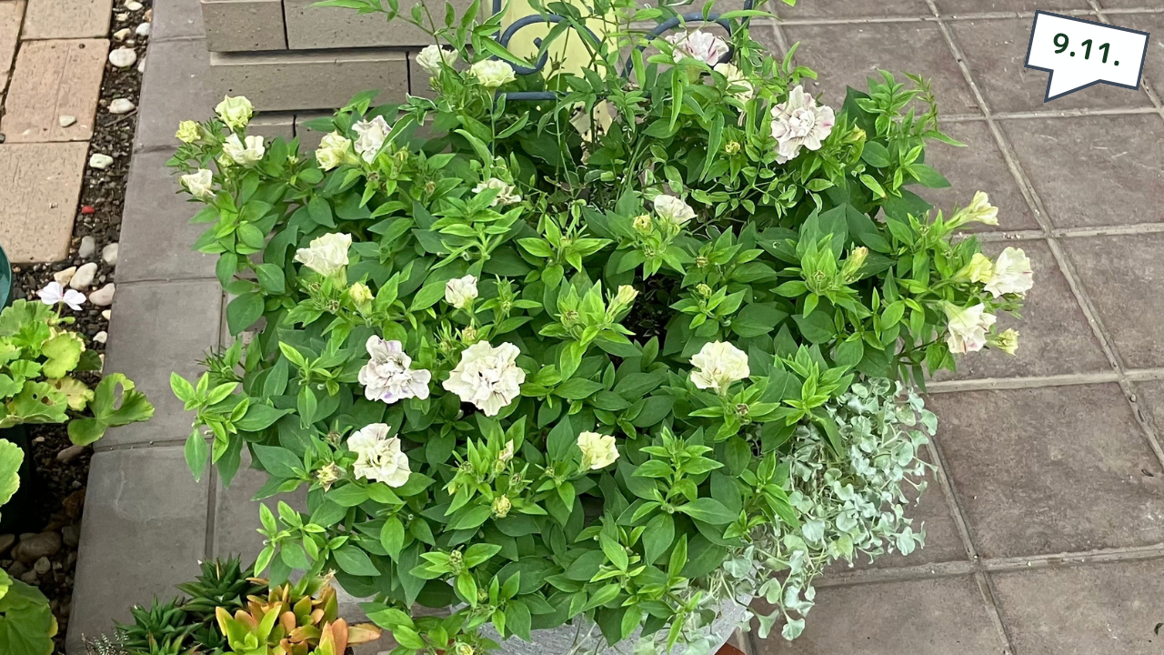 花芽を残して控えめに切り戻したあとのペチュニアの寄せ植え