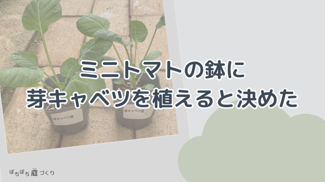 ミニトマトの鉢に、芽キャベツを植えると決めたの見出し画像