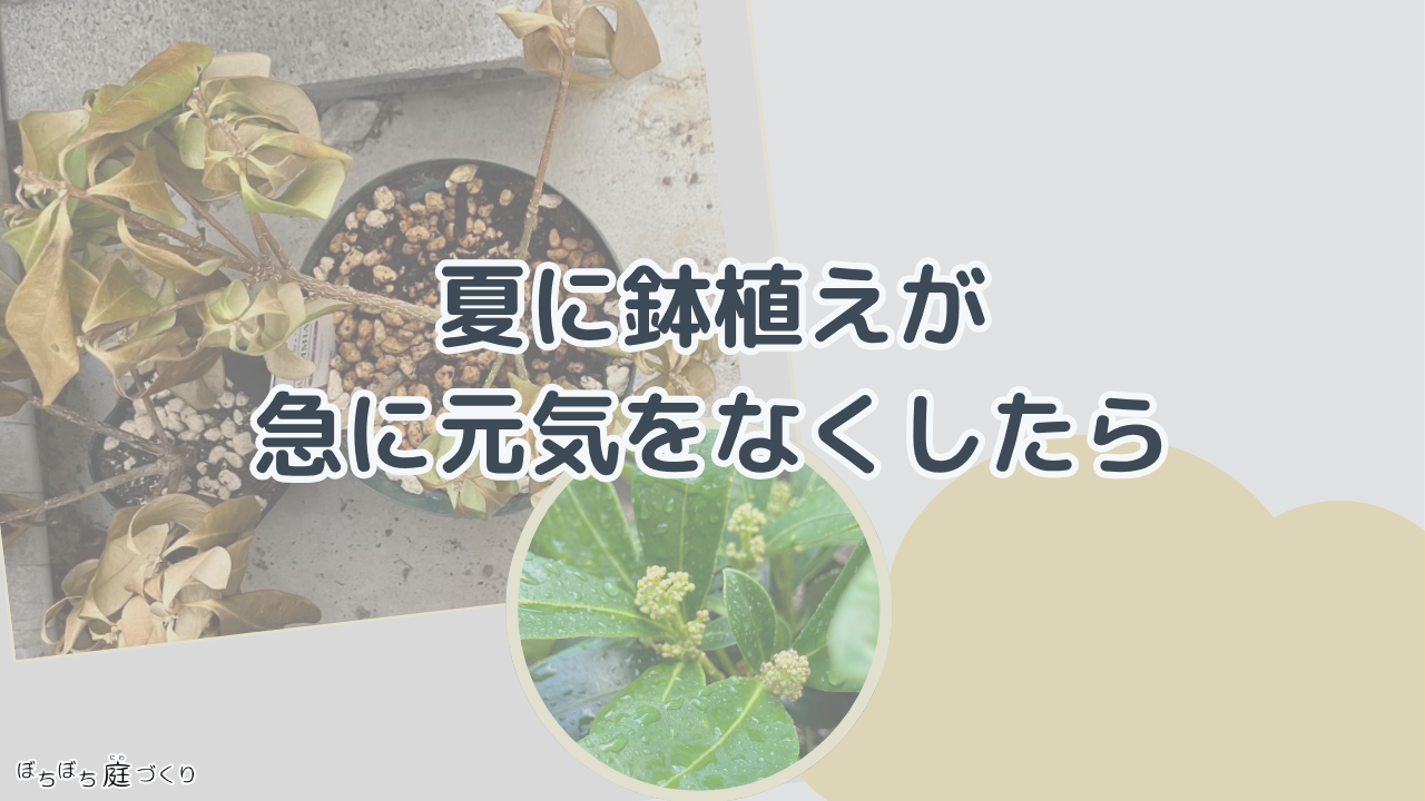 夏に元気をなくした鉢植えの見出し画像