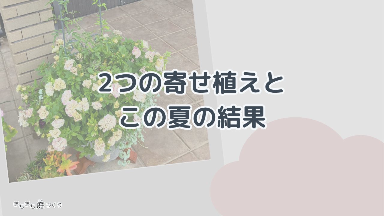 2つの寄せ植えと、この夏の結果の見出し画像