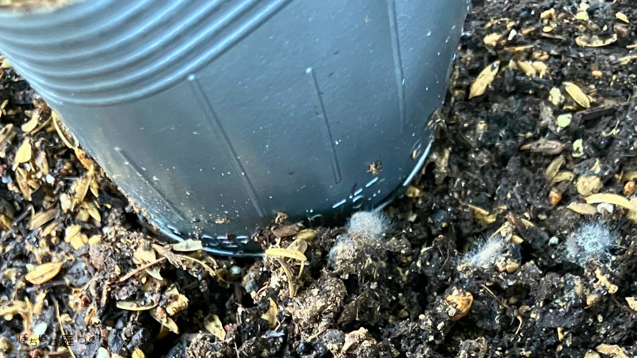 寄せ植え跡の鉢のニームペレットに出た白いカビ