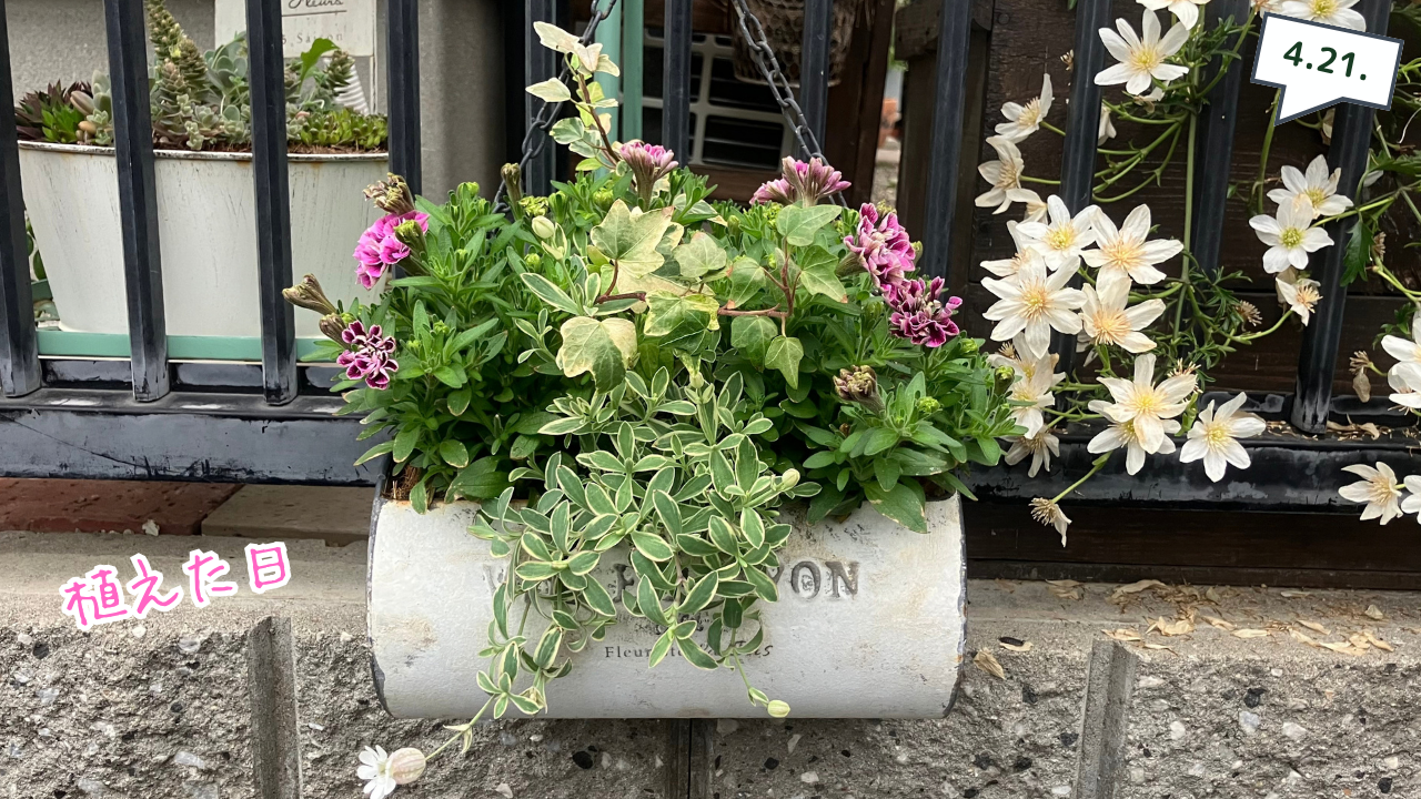 植え付けた日のブリキ鉢のペチュニア キュルン ダブルの寄せ植え