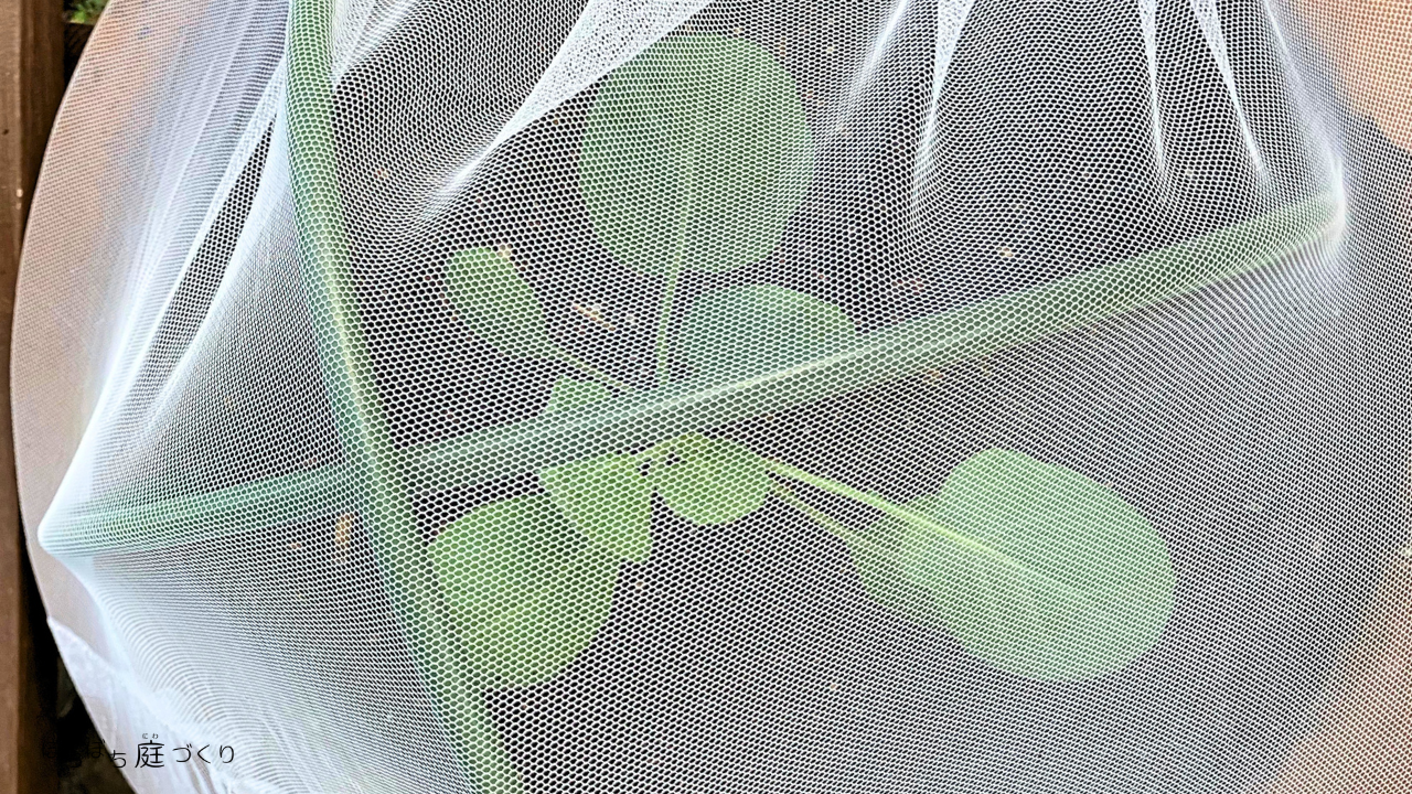 寄せ植え跡の鉢に植え、支柱と防虫ネットで守った芽キャベツ
