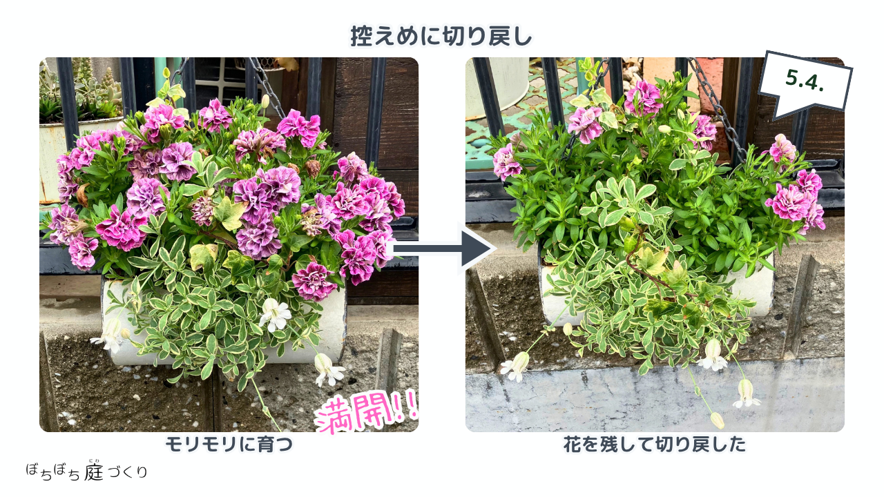 花を残して控えめに切り戻したブリキ鉢の寄せ植え