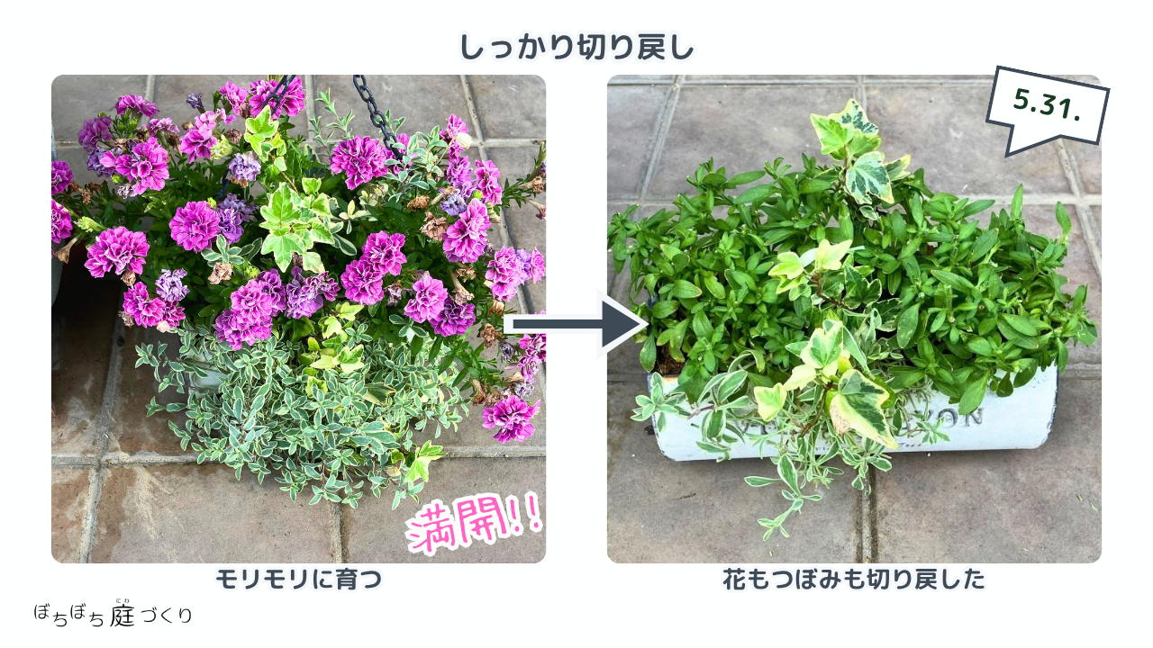 花もつぼみも切り戻したブリキ鉢の寄せ植え