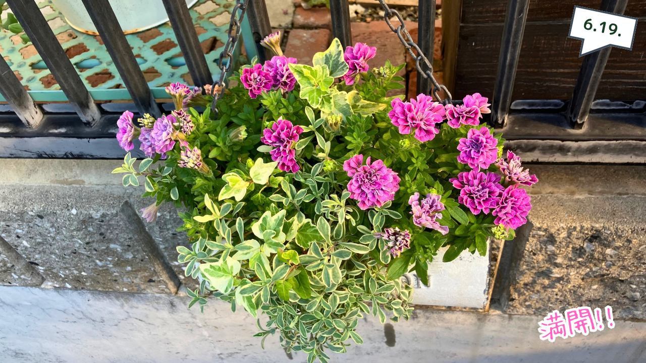 満開になったペチュニア キュルン ダブルの寄せ植え