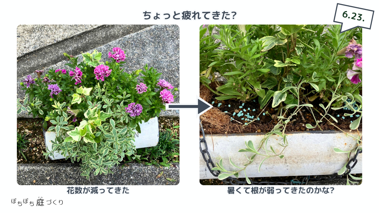 花数が減ってきたブリキ鉢のペチュニア