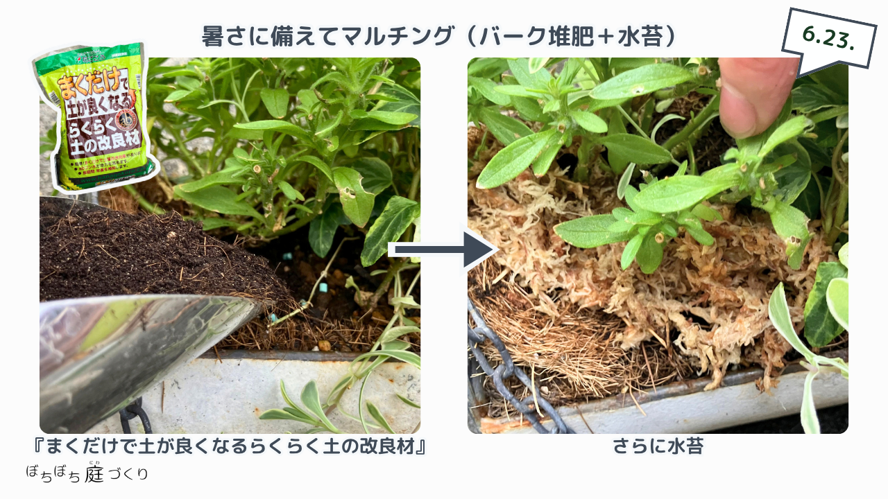 らくらく土の改良材と水苔でマルチングしたブリキ鉢