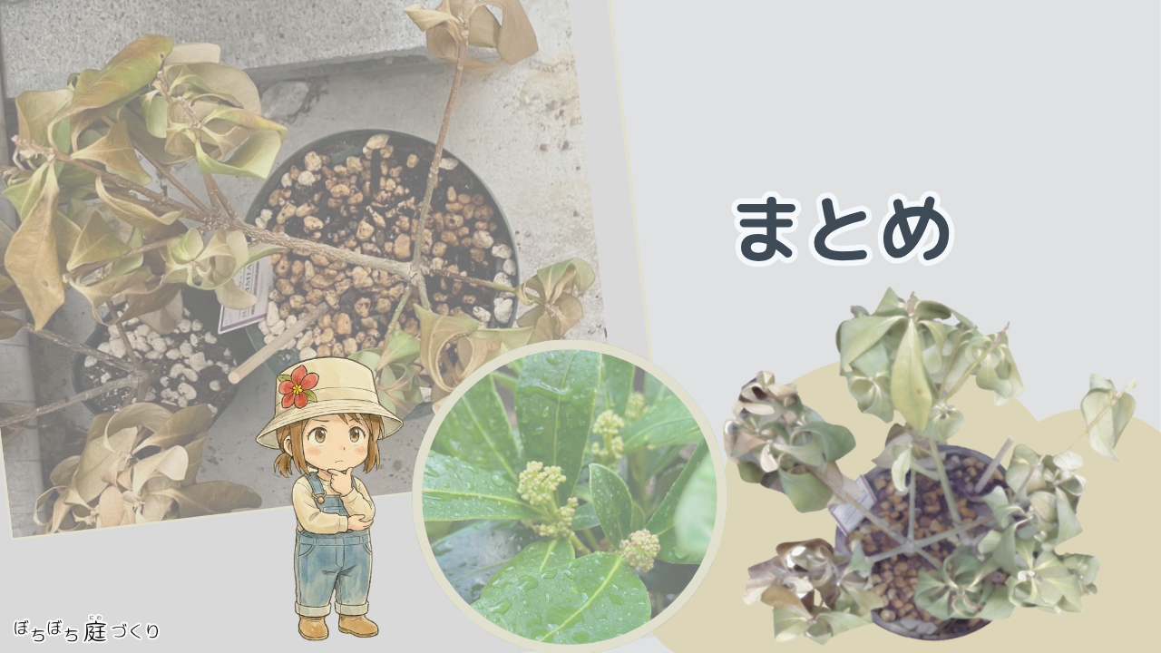 お気に入りのスキミアが枯れた話のまとめ