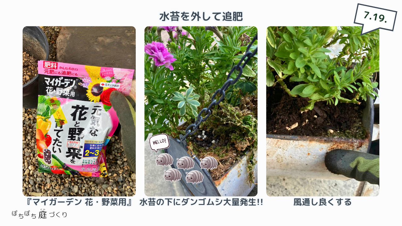 水苔の下に発生したダンゴムシと、風通しを良くしたブリキ鉢