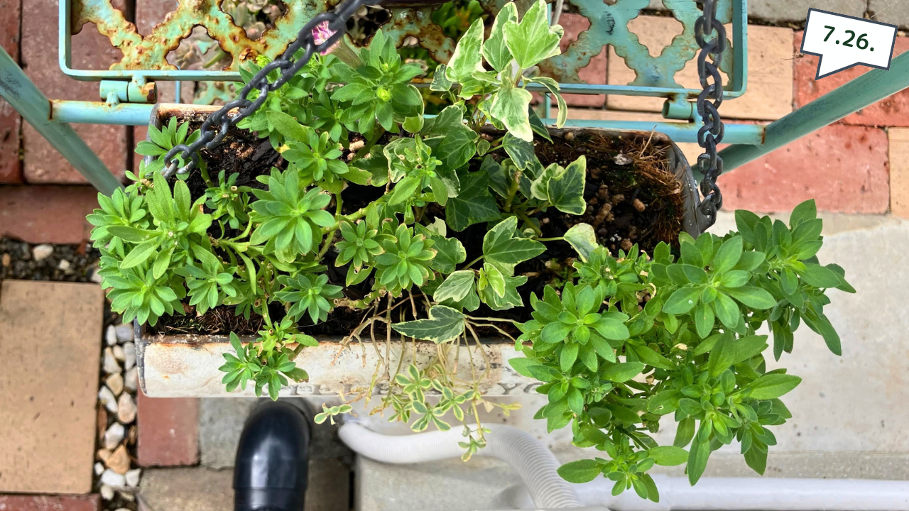 水苔を外したあとのブリキ鉢の寄せ植え
