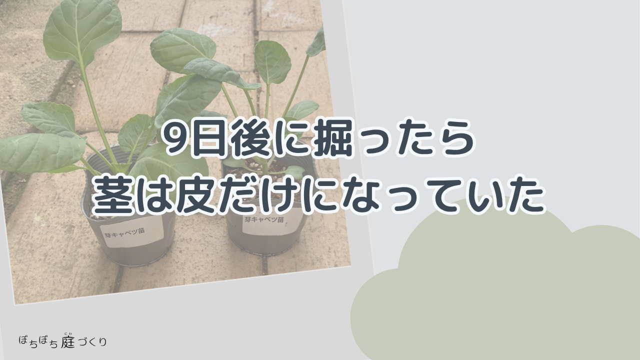 9日後に掘ったら、茎は皮だけになっていたの見出し画像