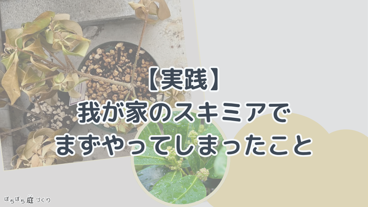 我が家のスキミアの見出し画像